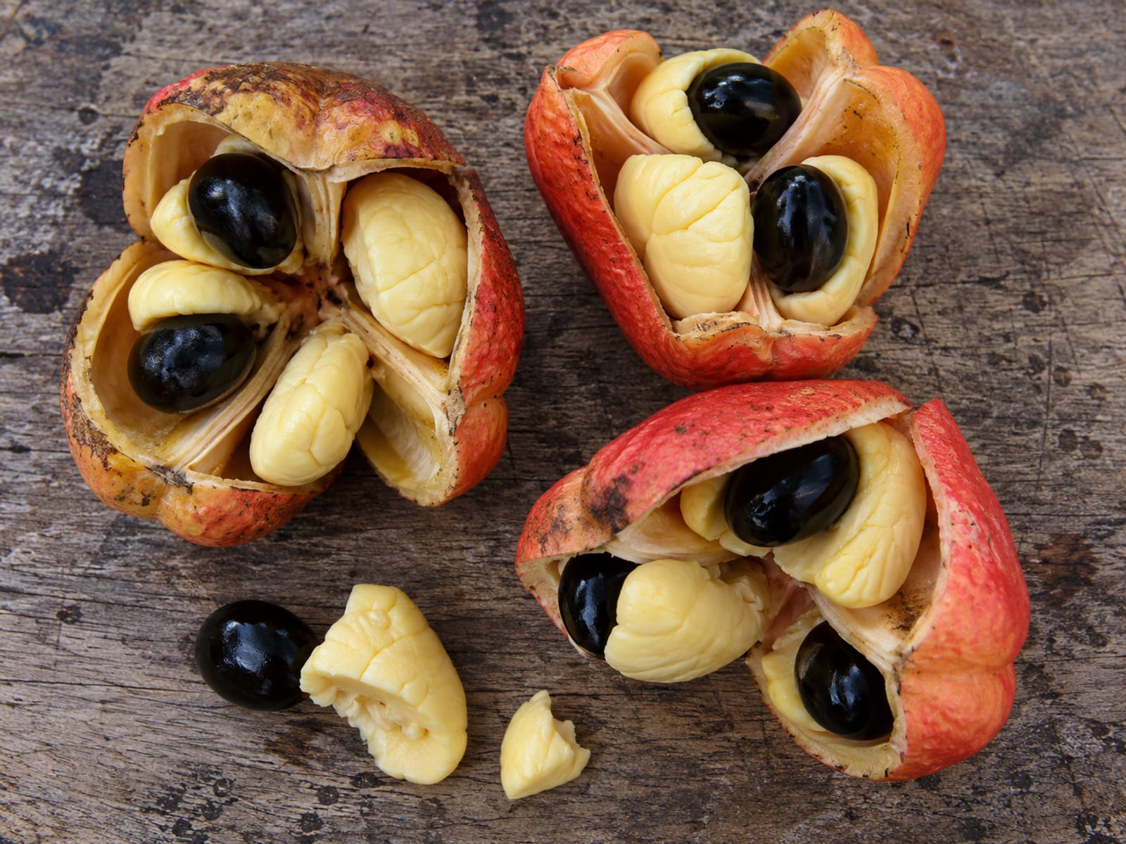 Ripe ackee pods split open on the tree to show the yellow arils and dark seeds