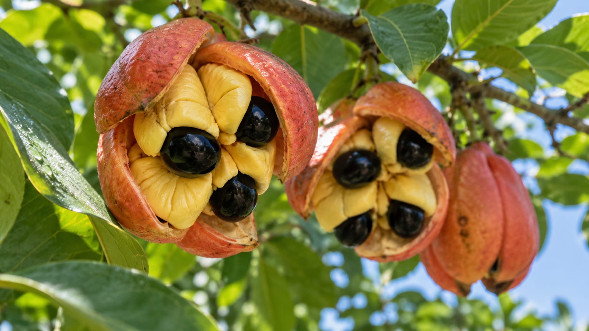 Ripe ackee pods split open on a branch with yellow arils showing
