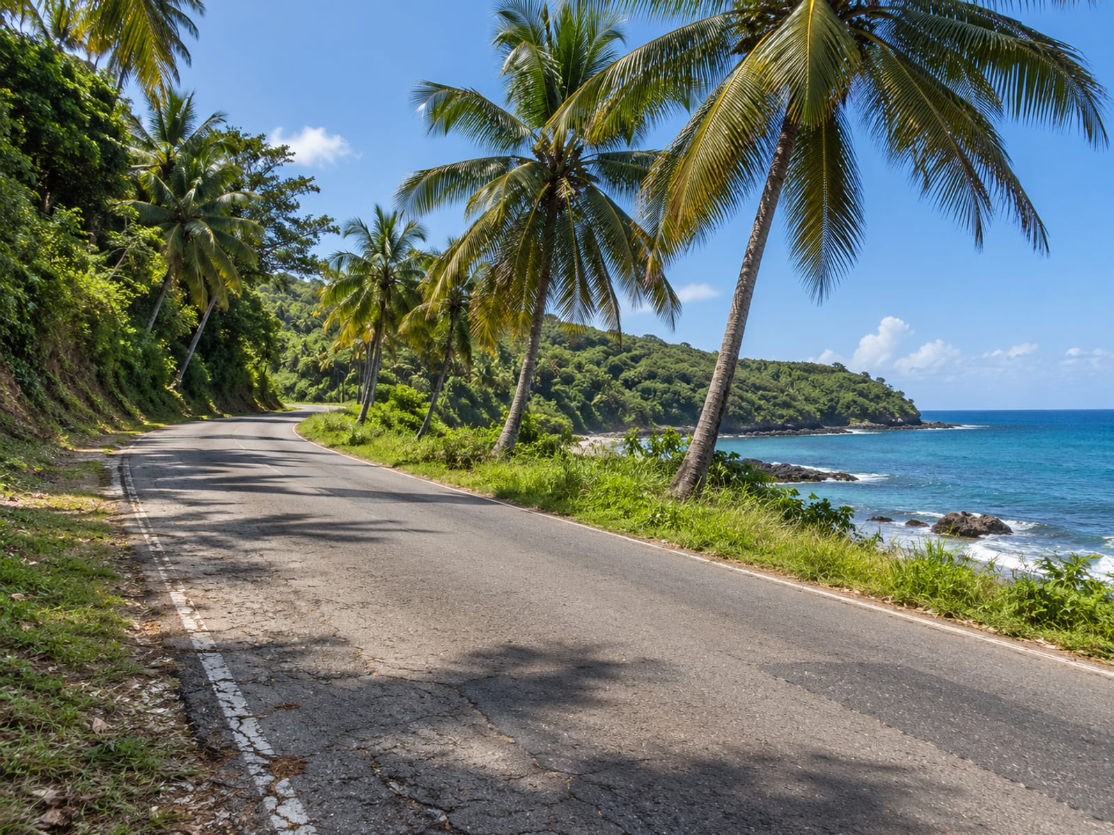 A coastal road lined with palms running beside a green northeastern shoreline