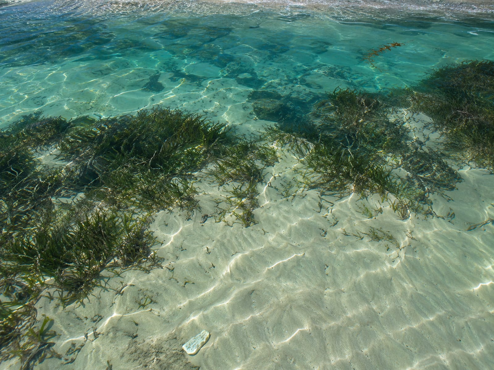 Clear shallow water over seagrass and pale sand near a Caribbean shore