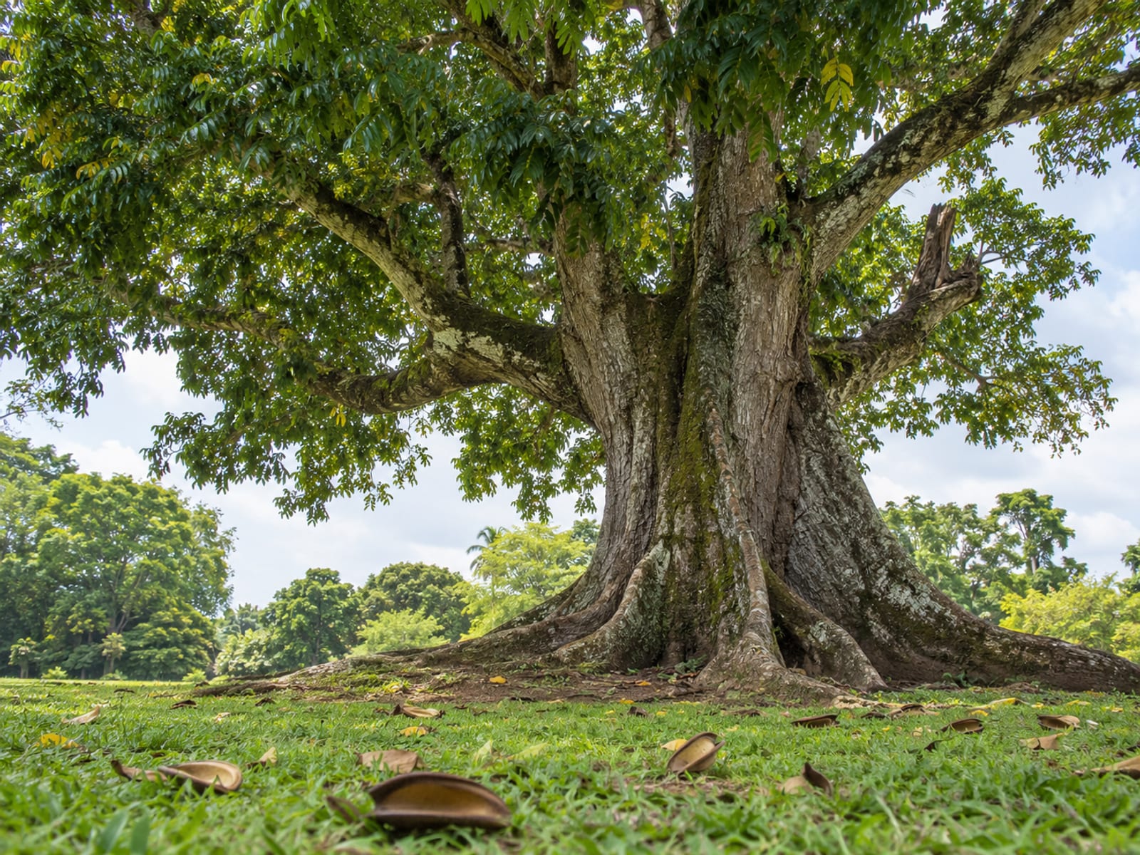 An old mahogany tree with a wide leafy canopy over a grassy lawn