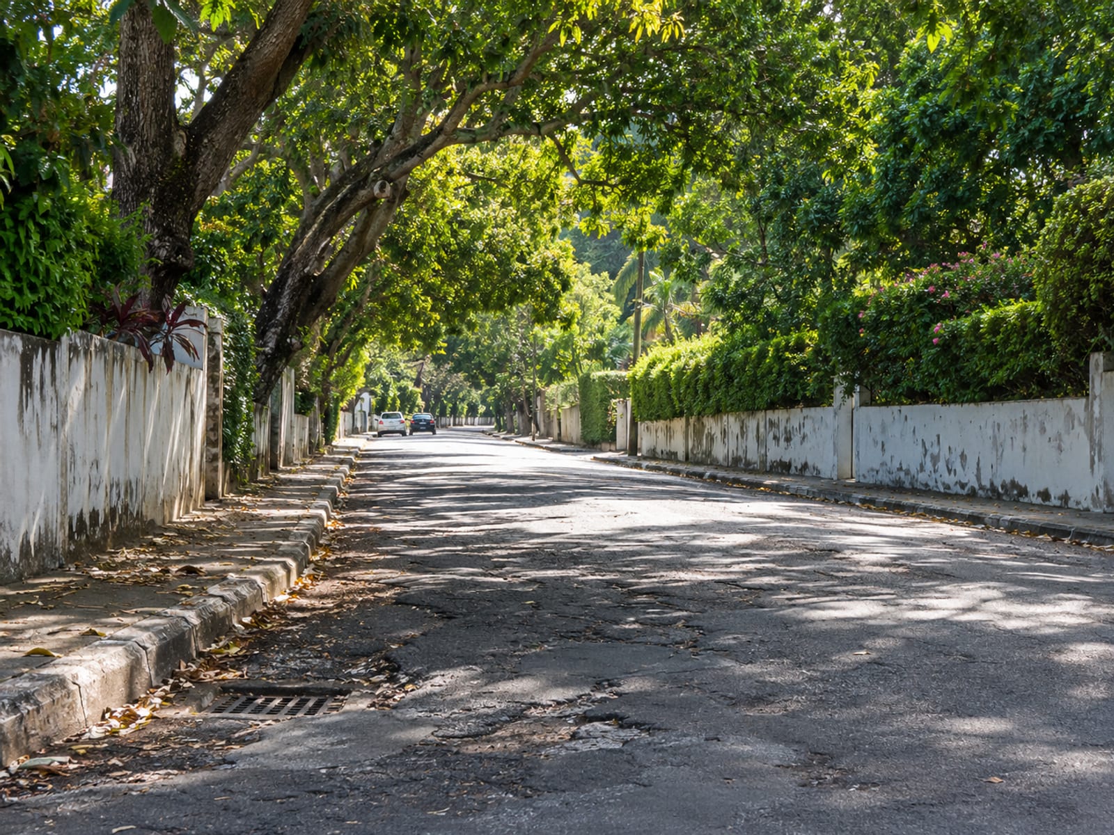 A quiet tree-lined city road with parked cars and dappled shade