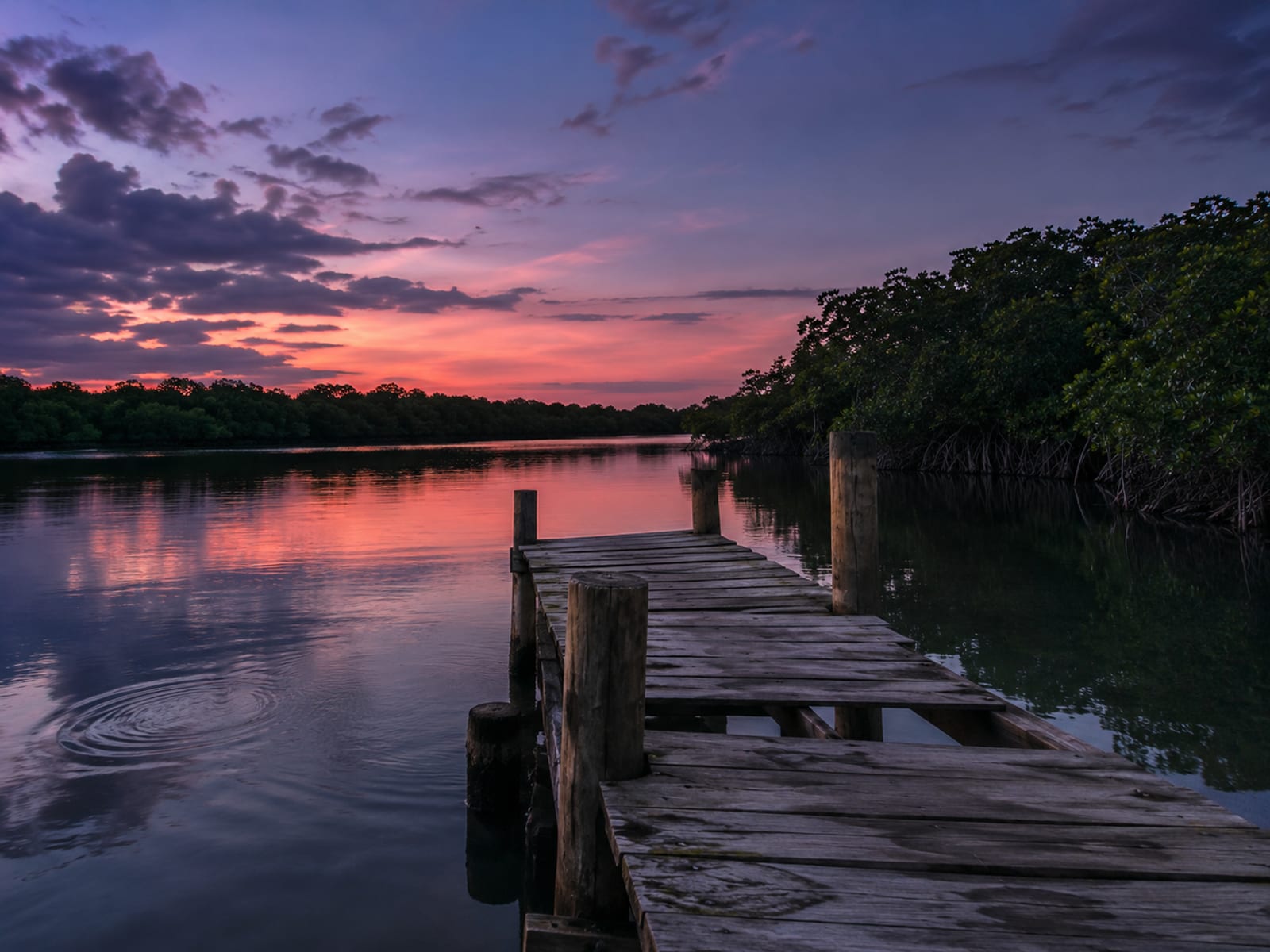 A calm lagoon at dusk beside a wooden dock with mangroves along the shore