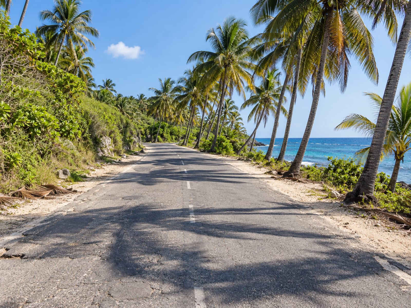 A coastal road lined with palm trees and the sea beyond under a clear sky