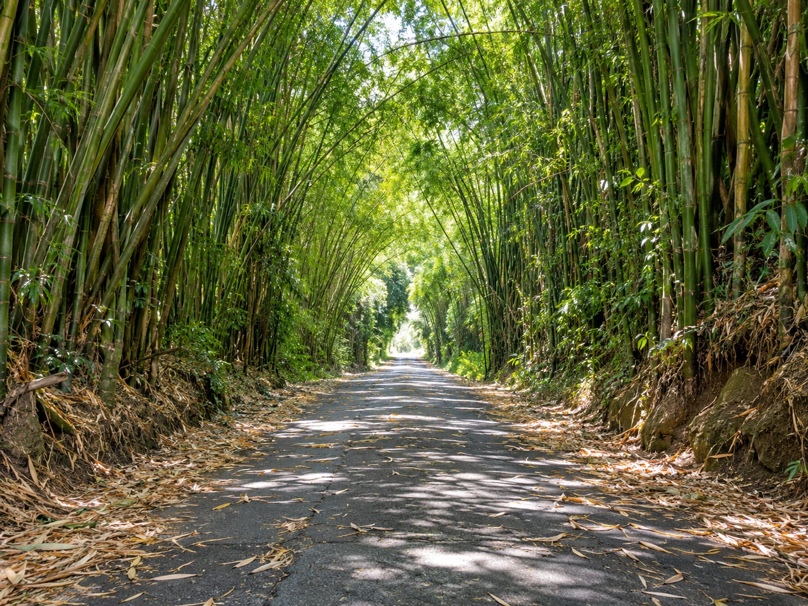 A straight road tunnelling through tall green bamboo arching overhead