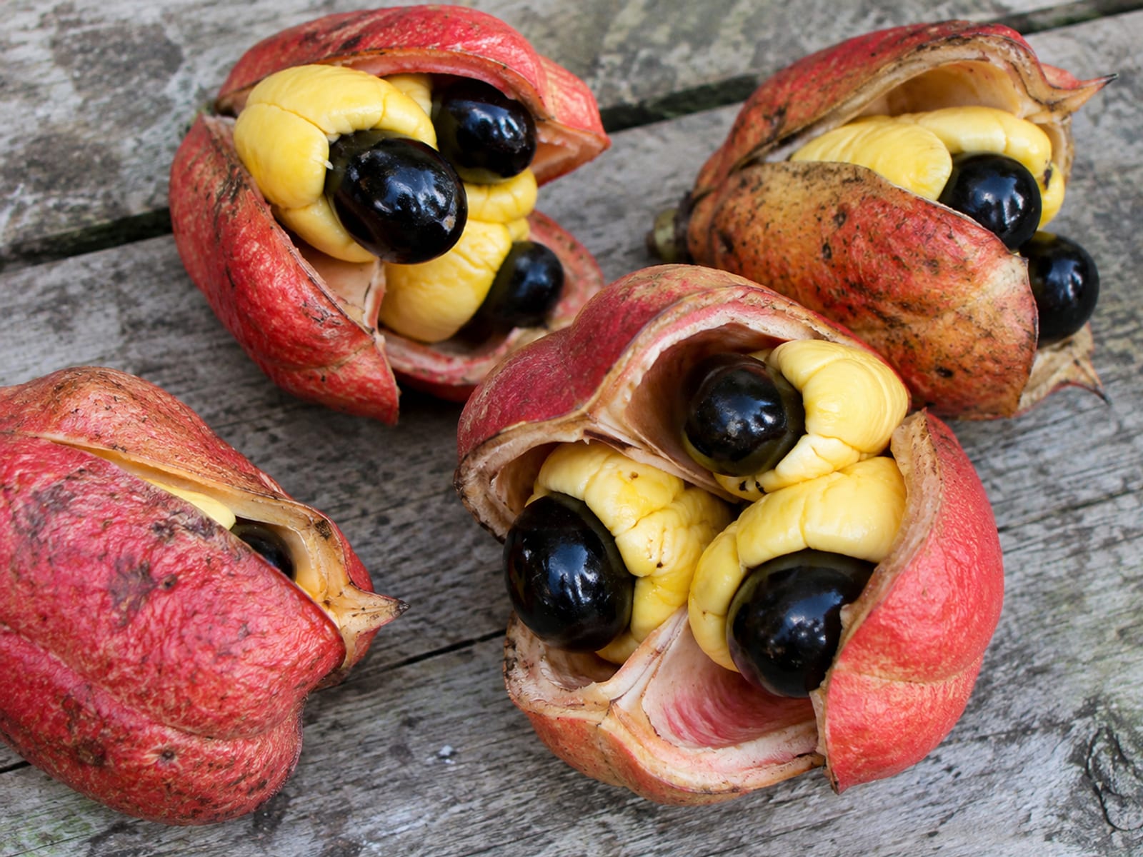Ripe red ackee pods split open to show yellow arils and black seeds