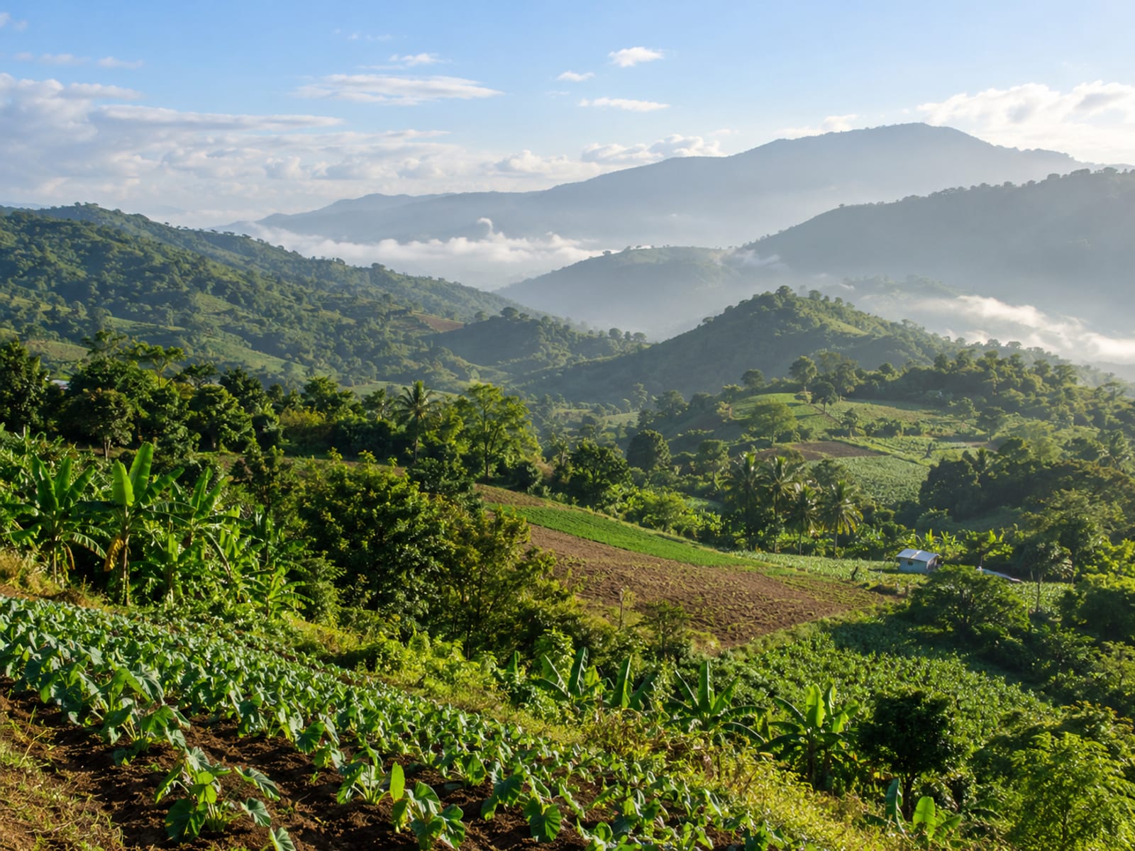 Green rolling hills and farmland in Clarendon, Jamaica, under a soft morning sky