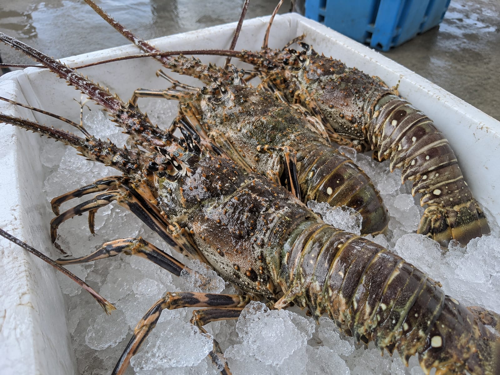 Whole spiny lobsters with long antennae and no claws lying on crushed ice