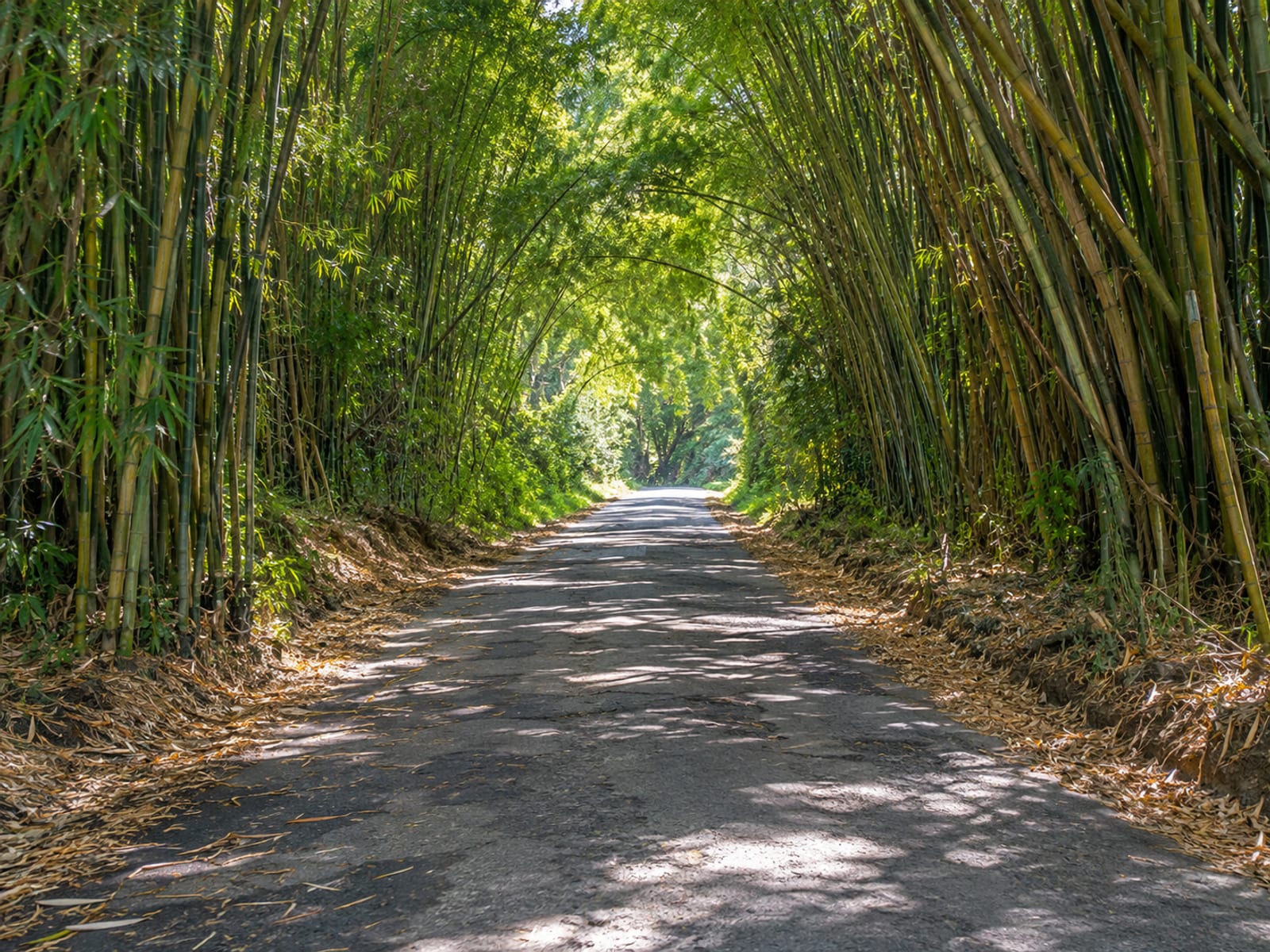 Tall bamboo arching over a quiet country road