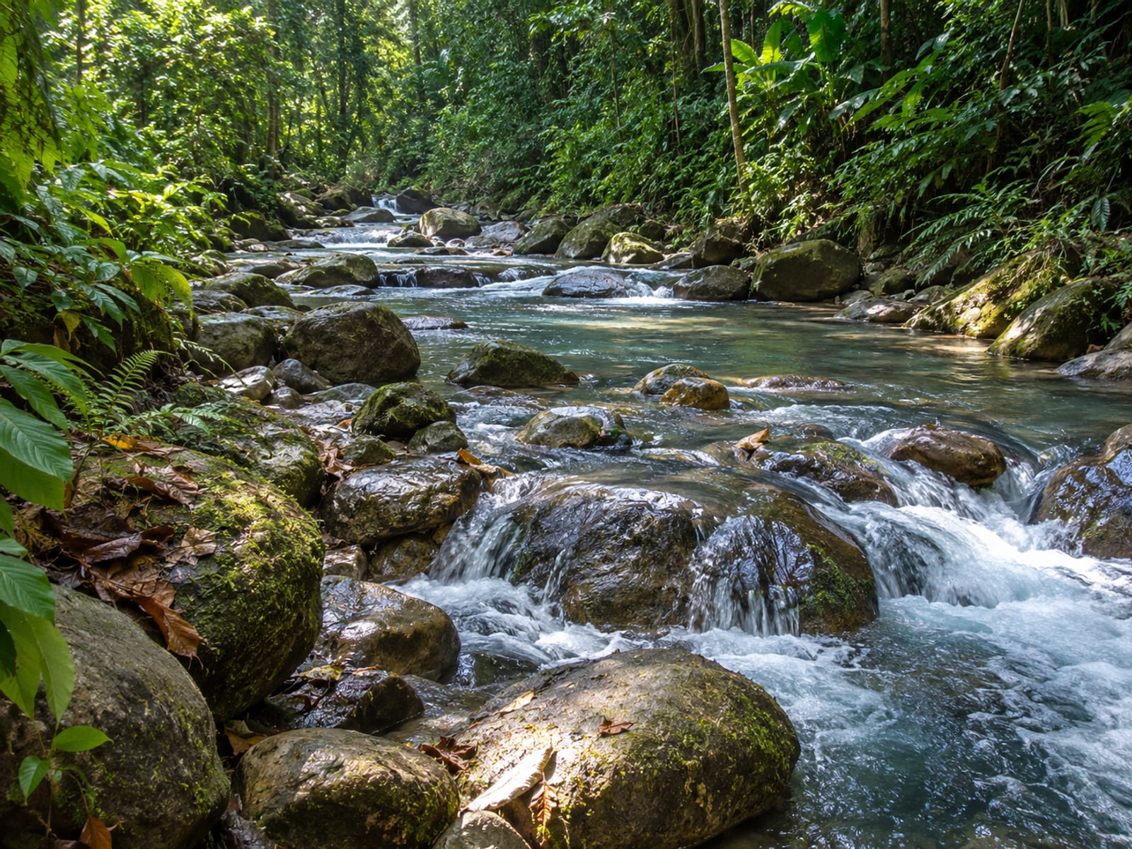 A shallow river running through green tropical forest in Jamaica