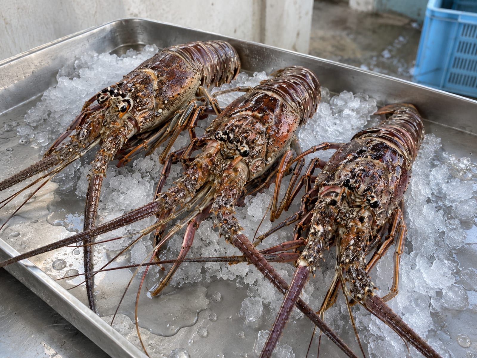 Whole spiny lobsters on crushed ice at a seafood market stall