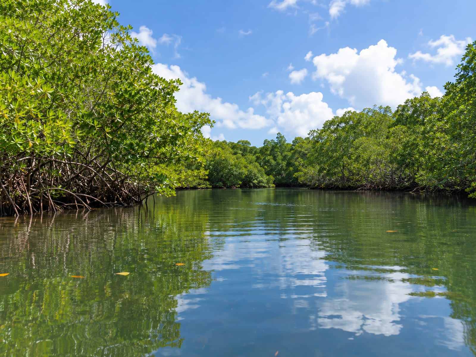 A calm river lined with green mangroves under a bright sky on the south coast