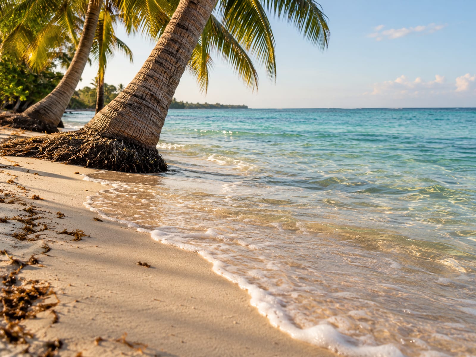 Pale sand and palm trees along a calm turquoise sea at golden hour