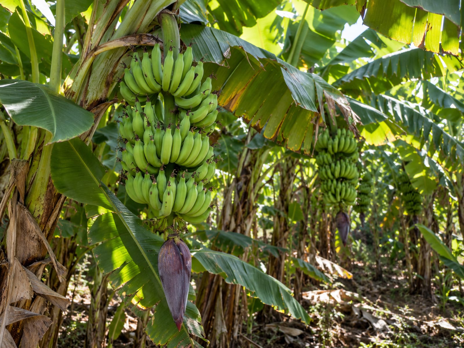 Green banana bunches hanging on plants in a sunlit banana field